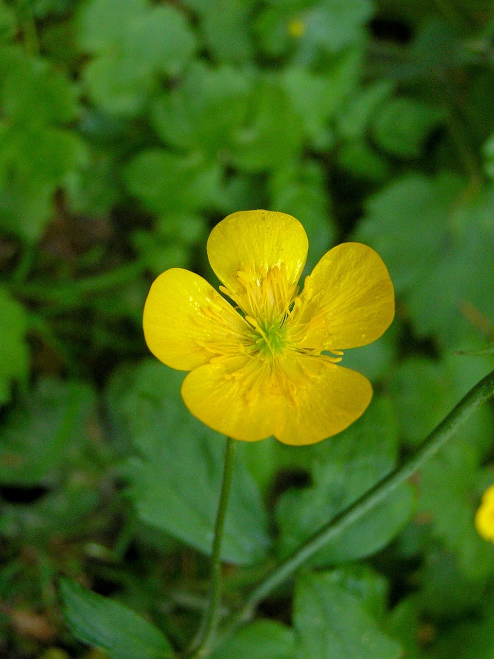 macro floral plant free photo