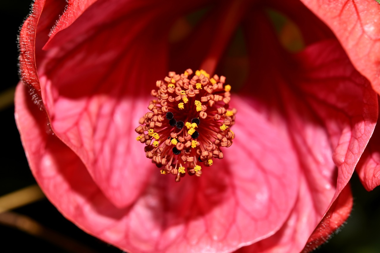 macro flower red free photo