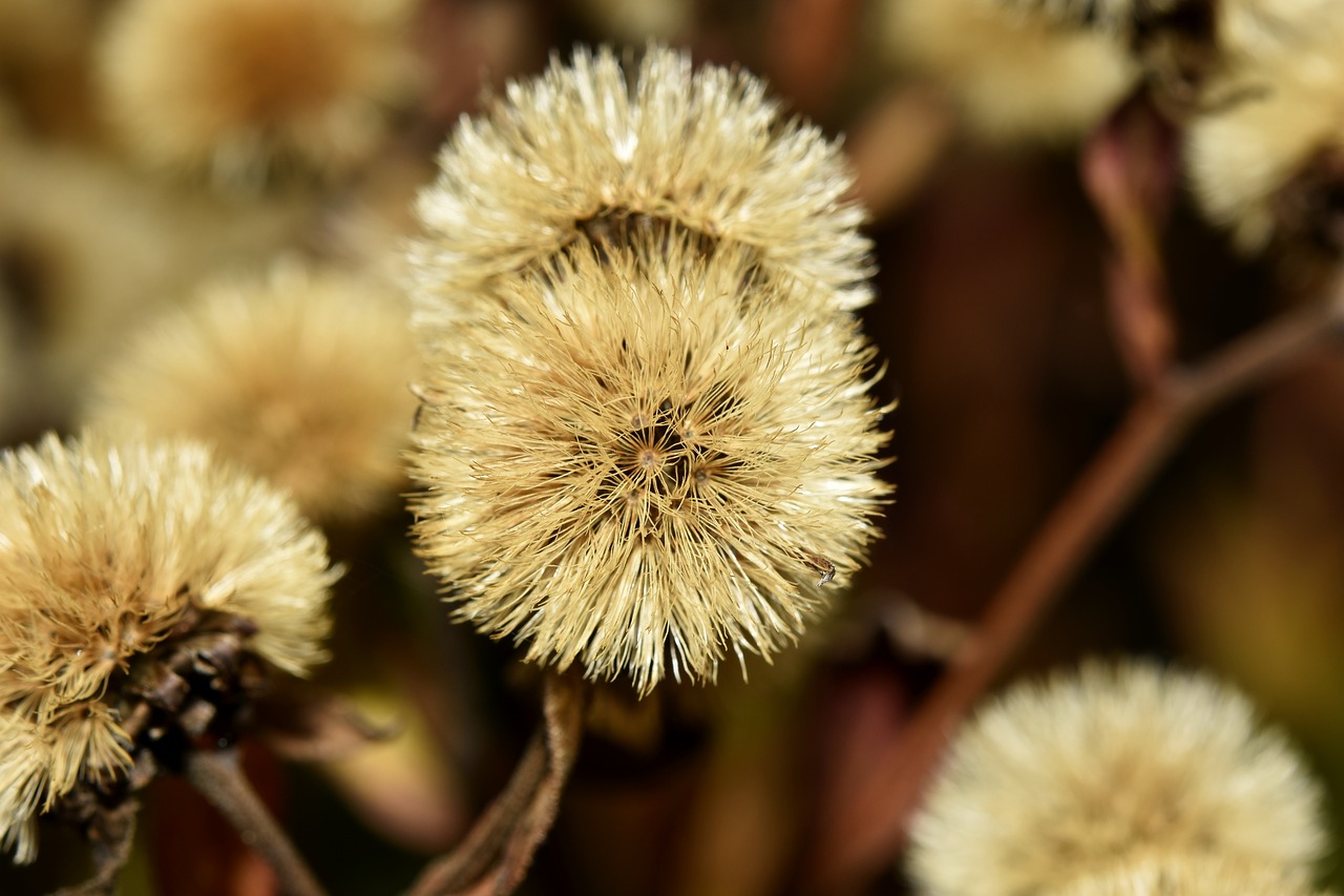 macro flower nature free photo