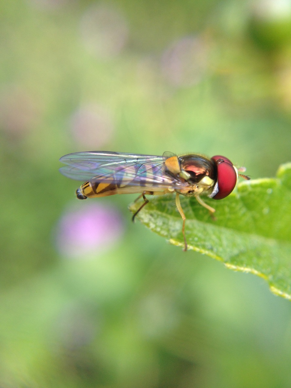 macro insect nature free photo