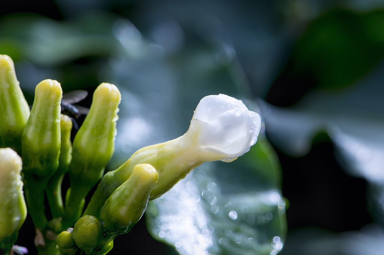 macro flower wet free photo