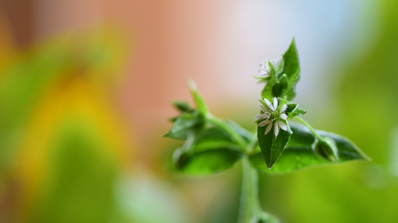 macro spring plant free photo