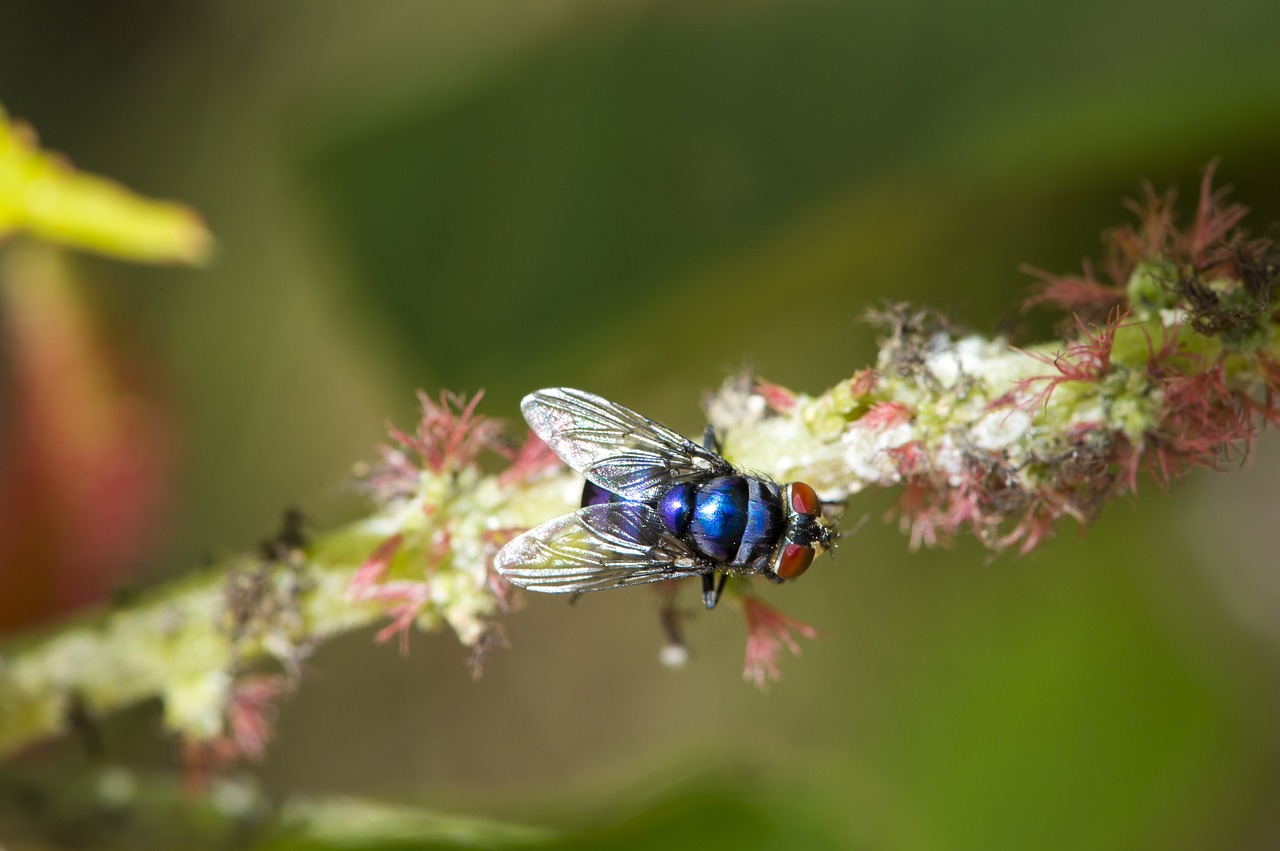 macro blue fly africa free photo