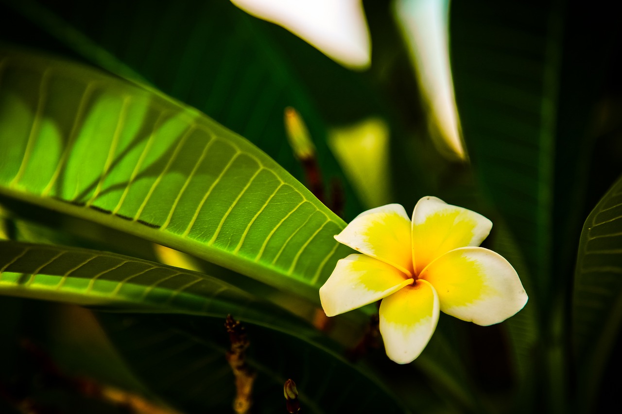 macro flower green free photo