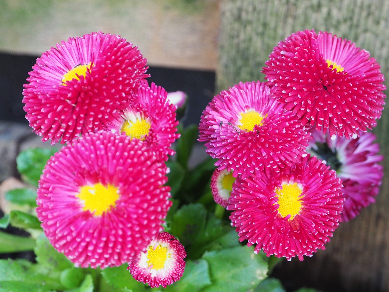 macro pink blossom free photo