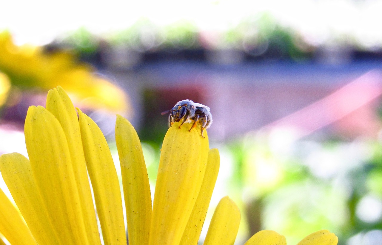 macro insect yellow free photo