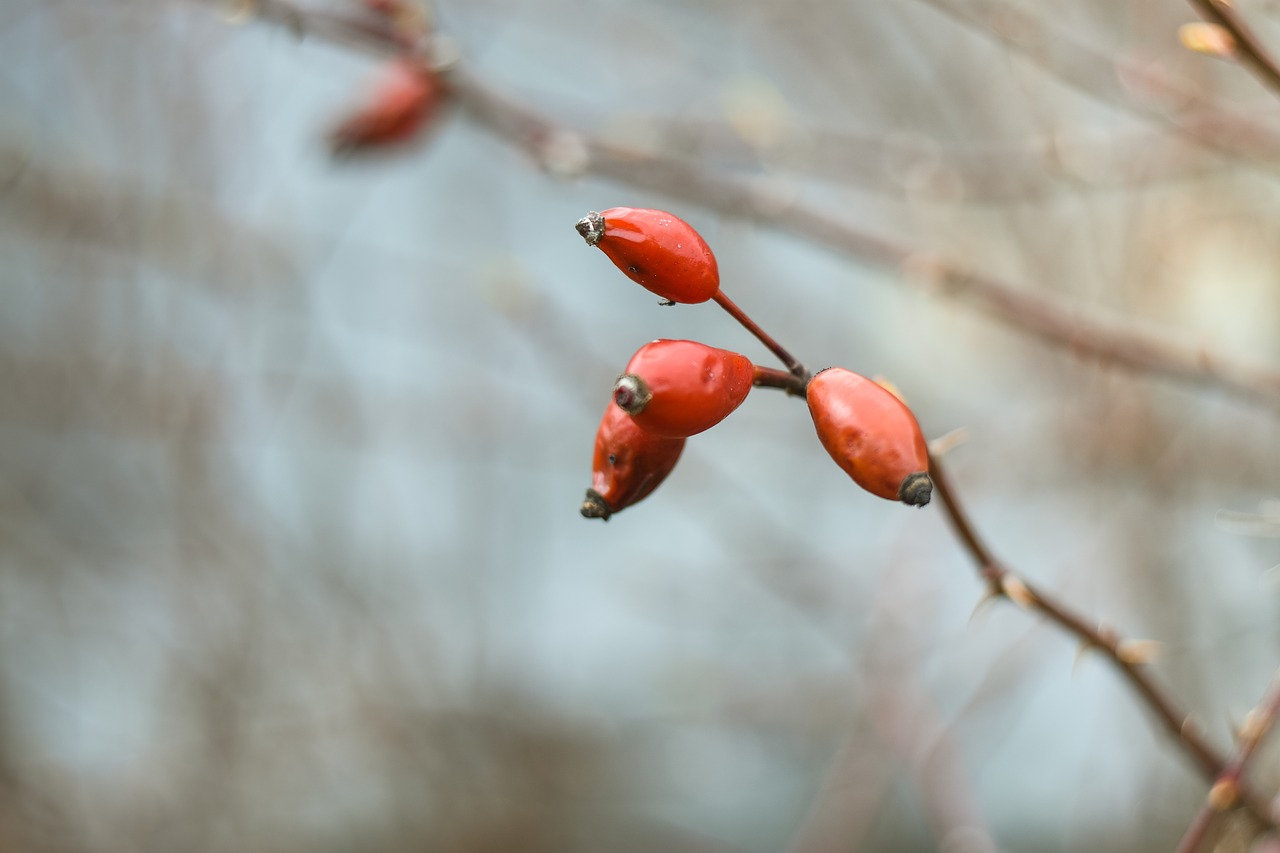 macro photography nature free photo