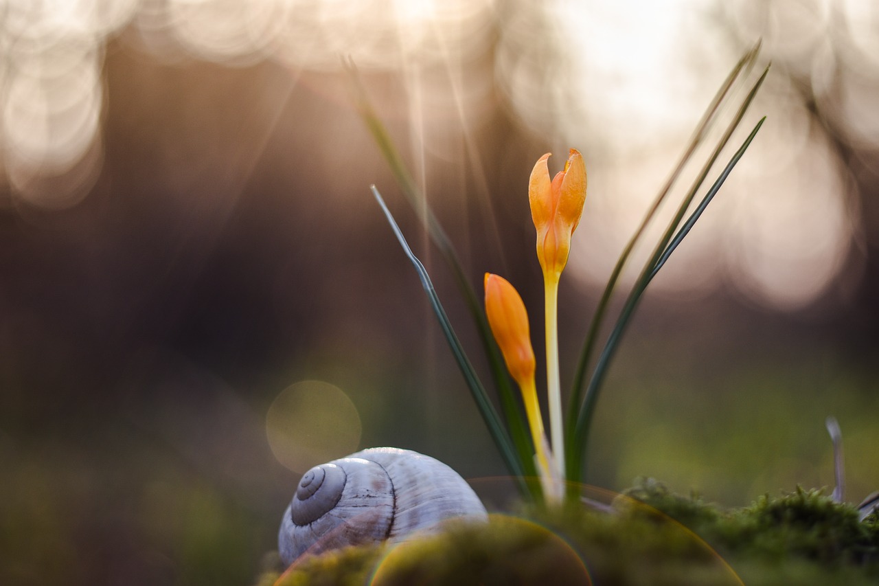 macro photography nature free photo