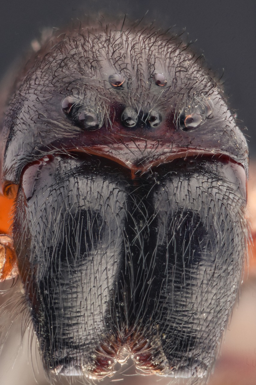 macro spider eyes free photo