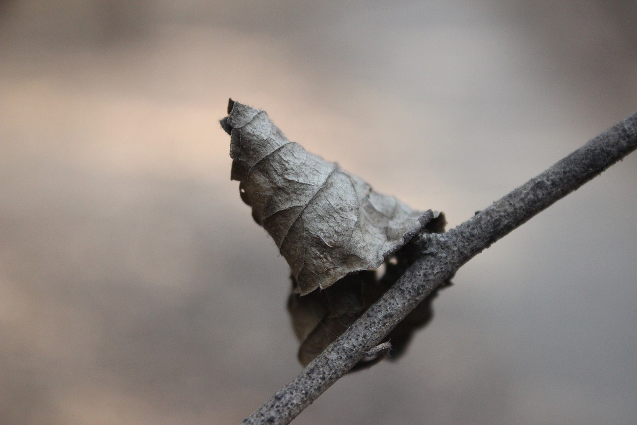 macro leaf garden free photo