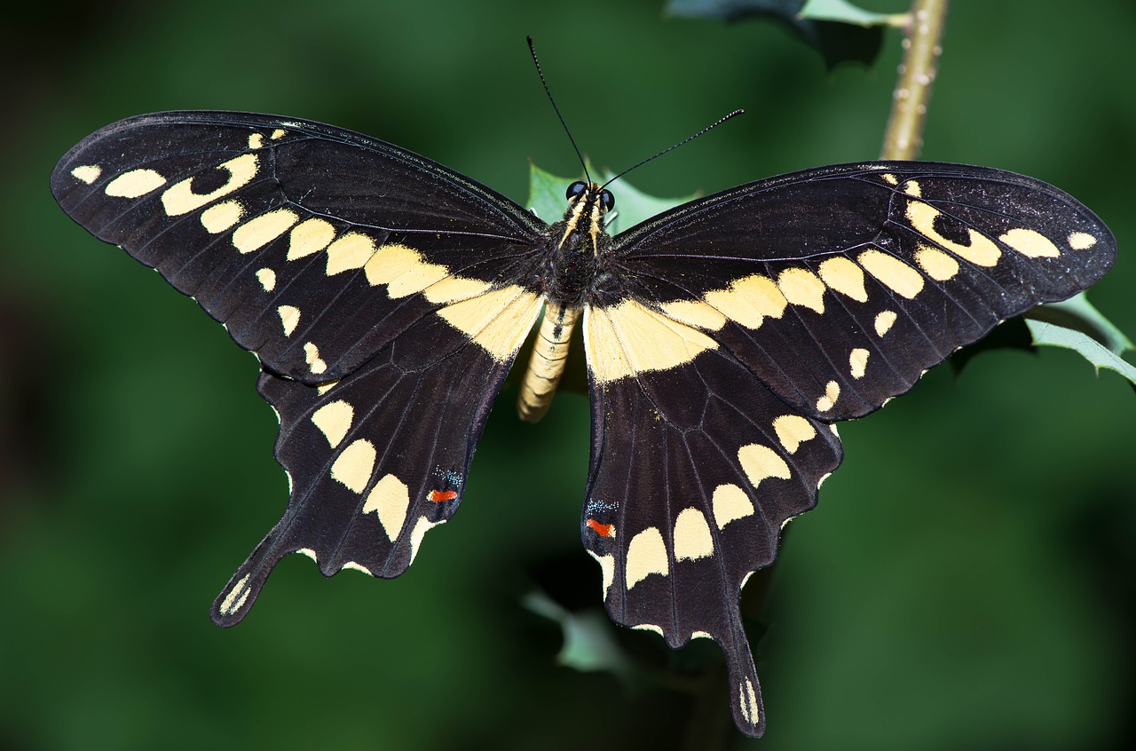 macro butterfly in free photo
