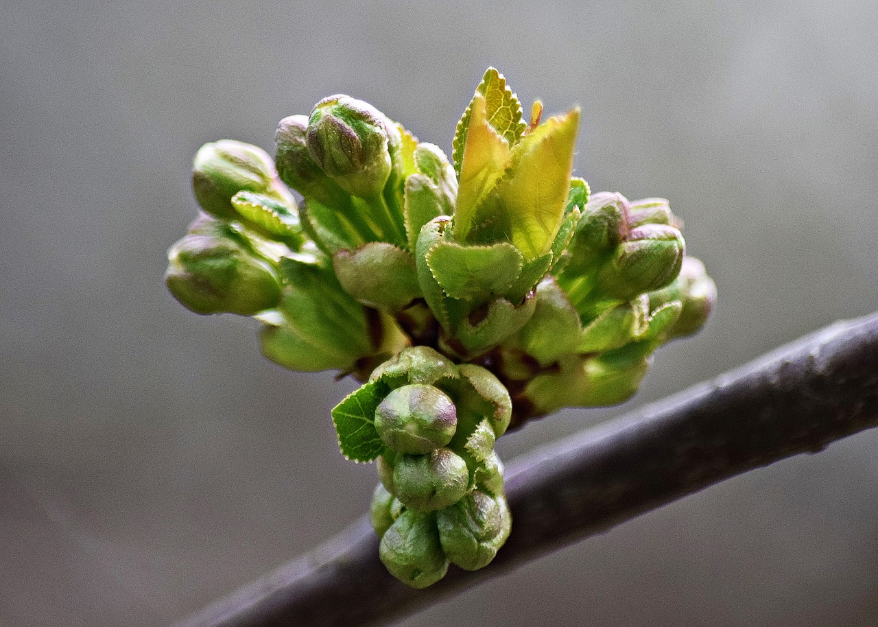 macro green foliage free photo