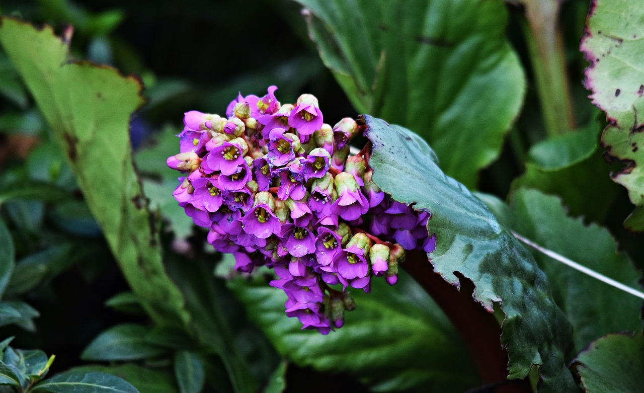 macro flower closeup free photo