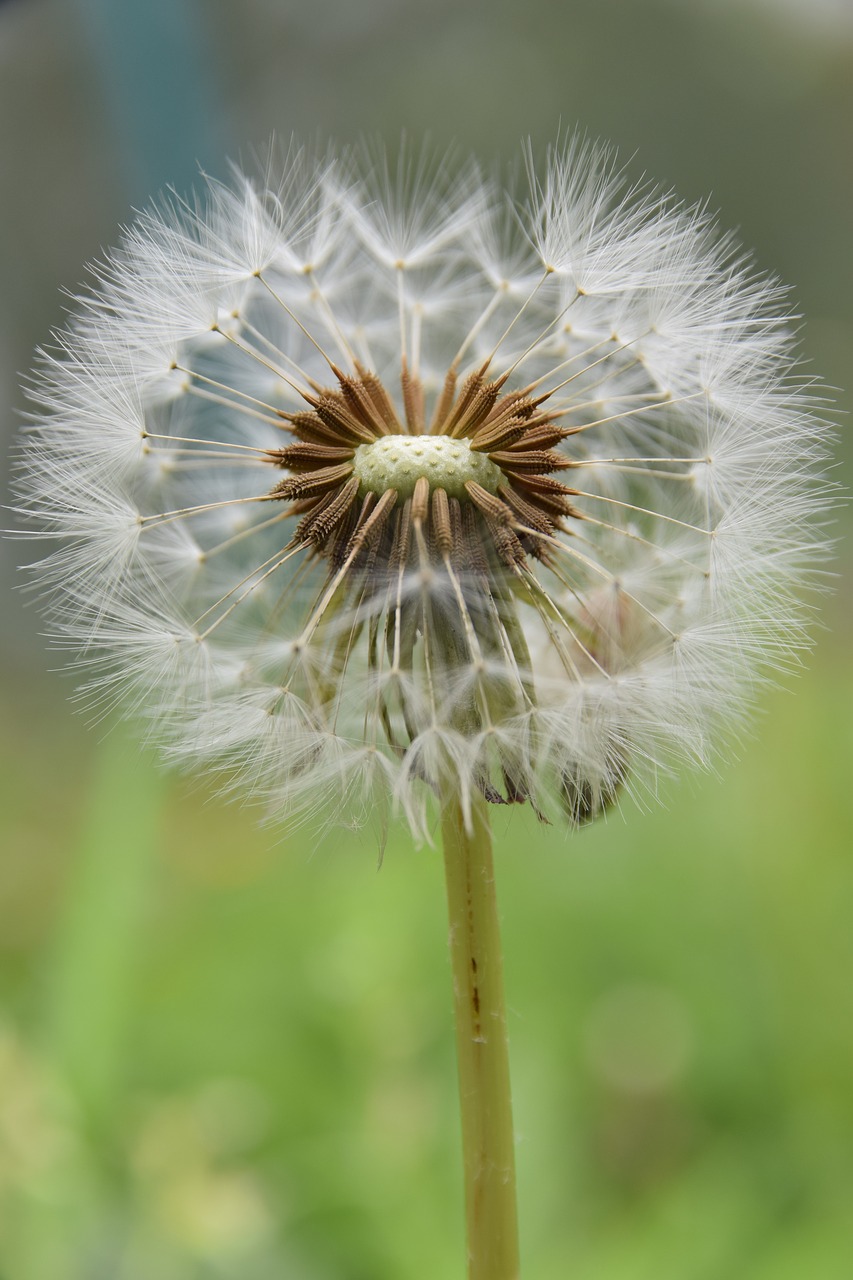 macro dandelion flower free photo