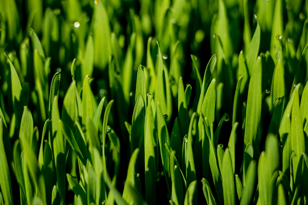 macro grass wheat grass free photo