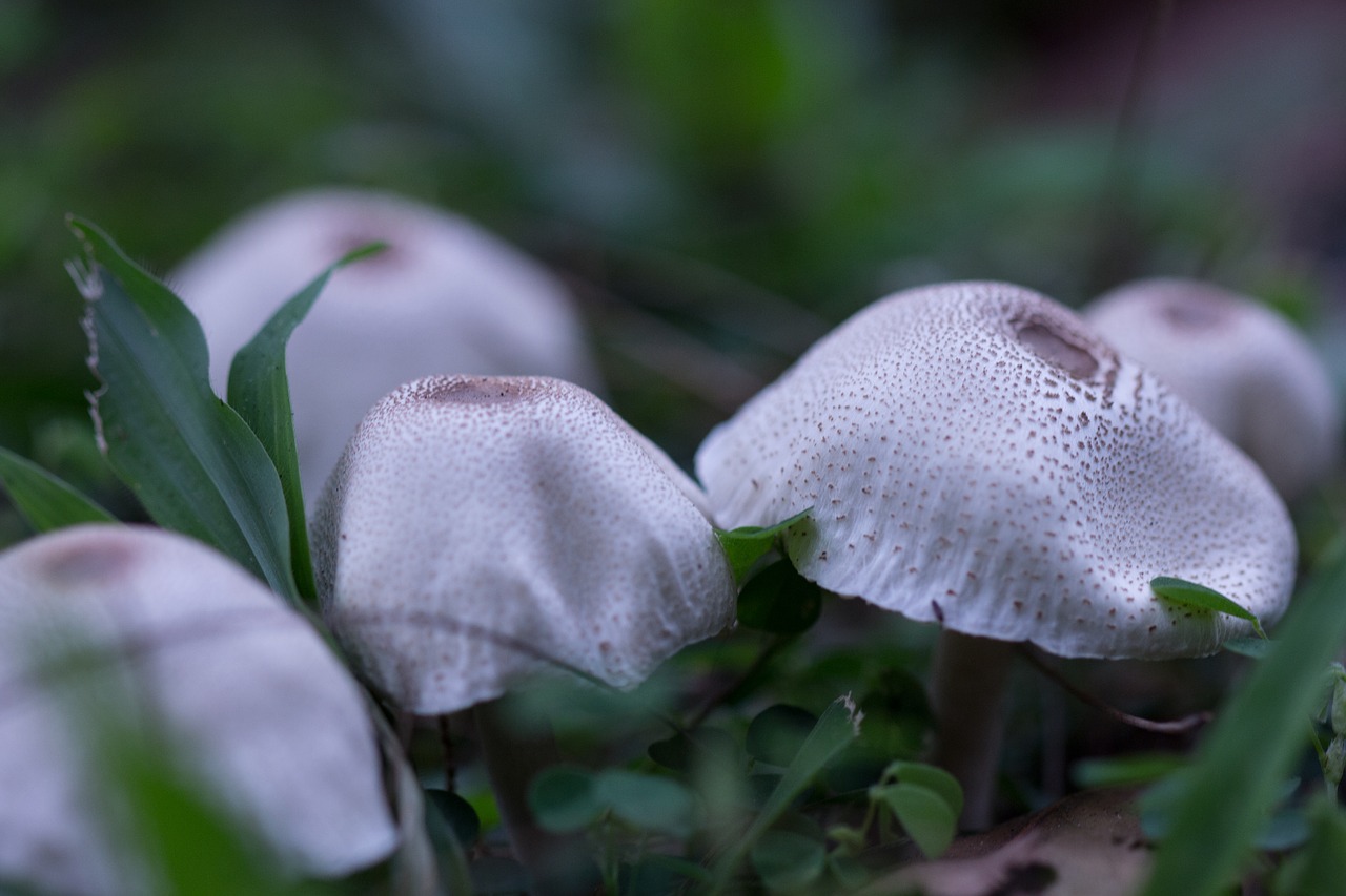 macro mushroom fungus free photo