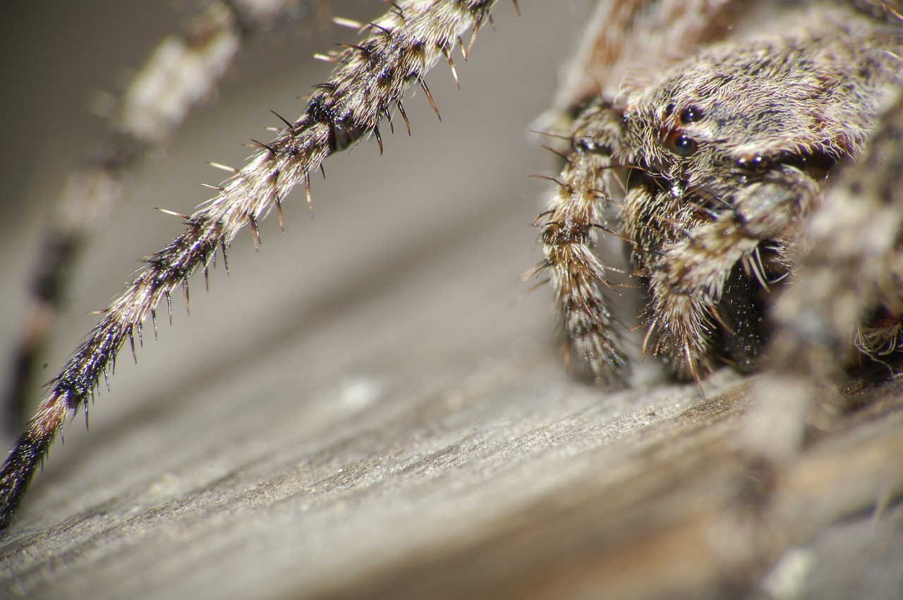 macro spider arthropod free photo