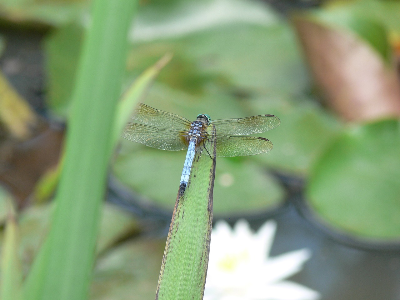 macro dragonfly insect free photo