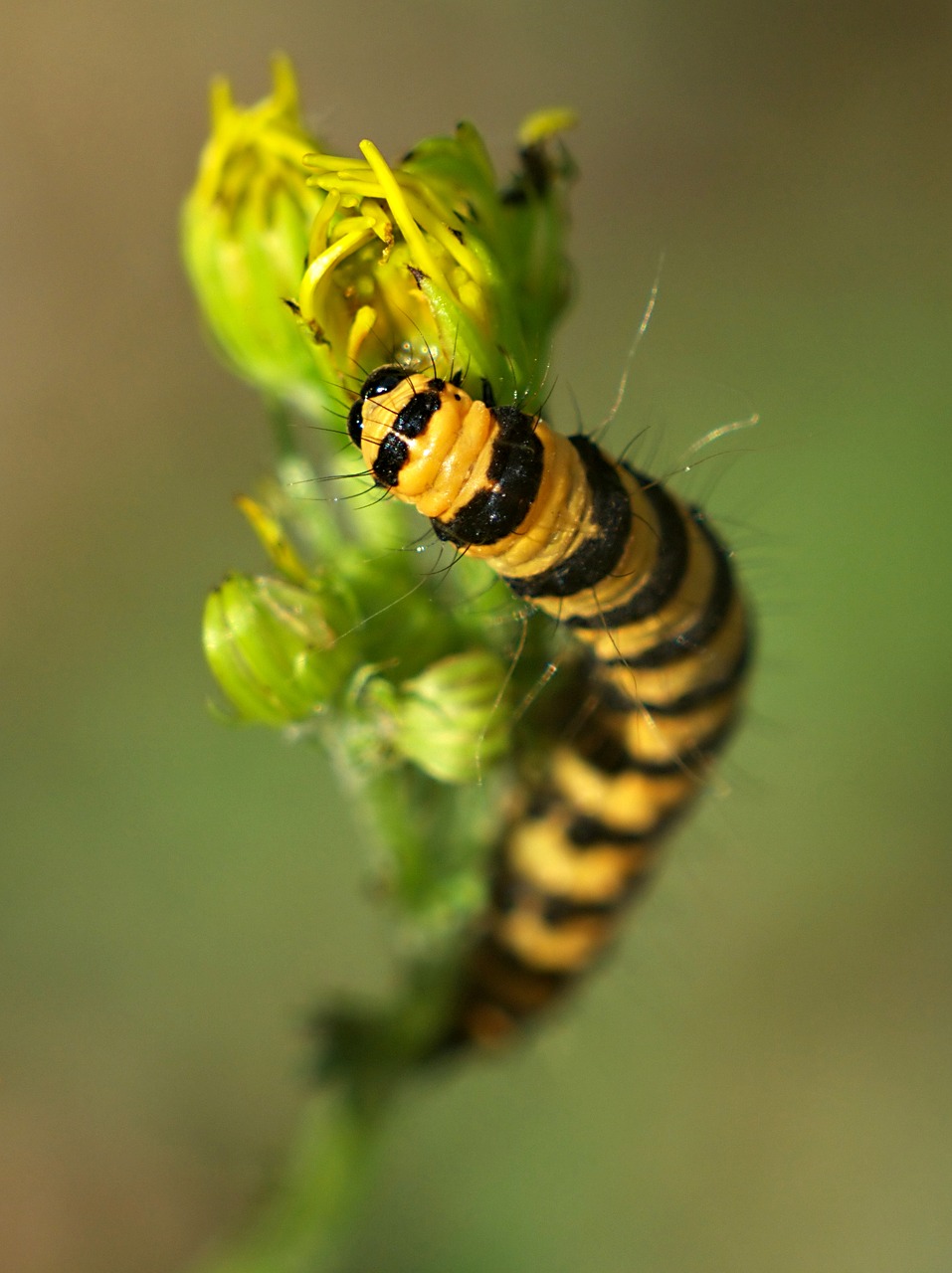 macro larva insect free photo