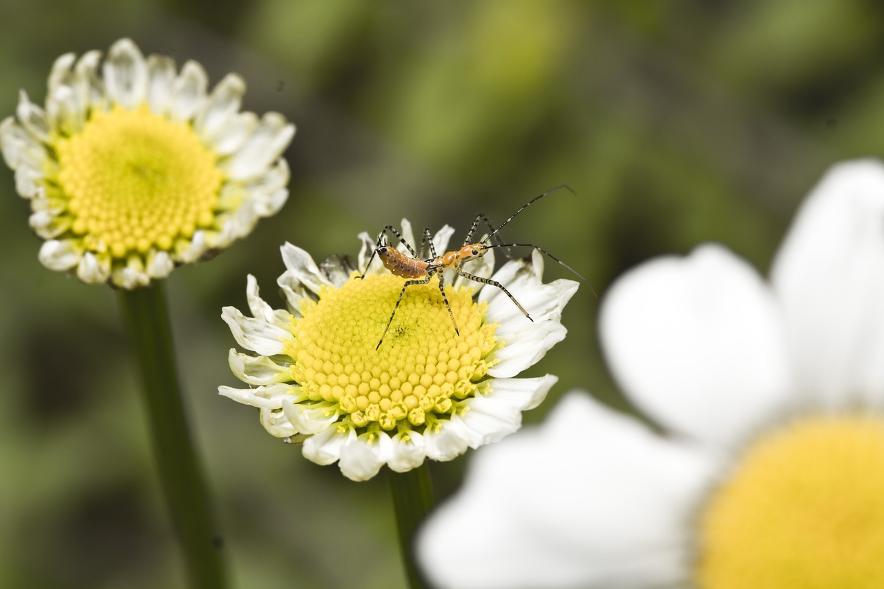 macro insect flower free photo