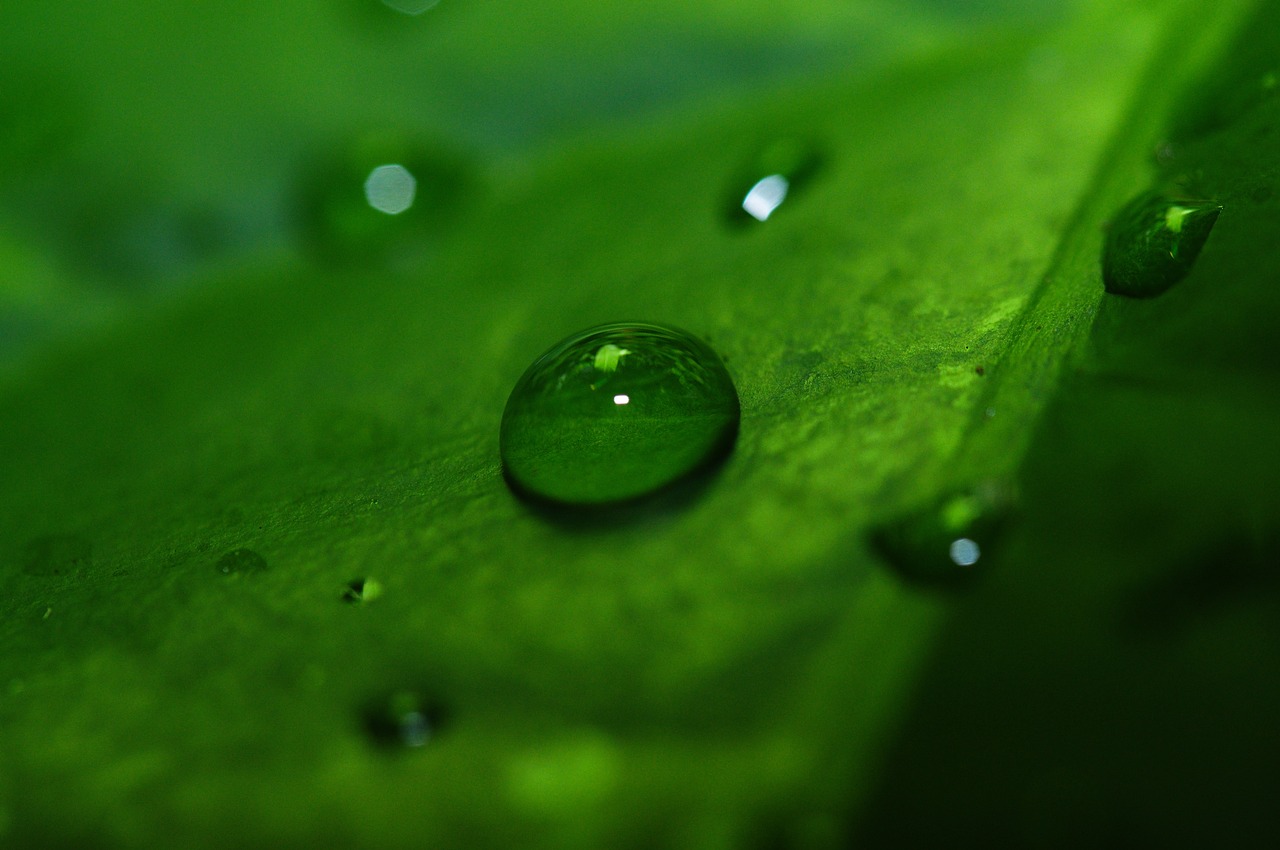 macro drip drop of water free photo