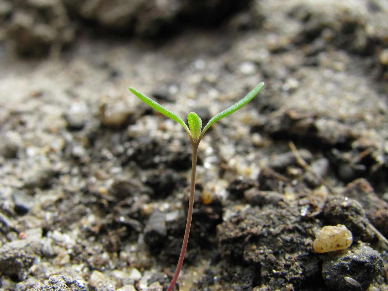 macro sprout germination free photo