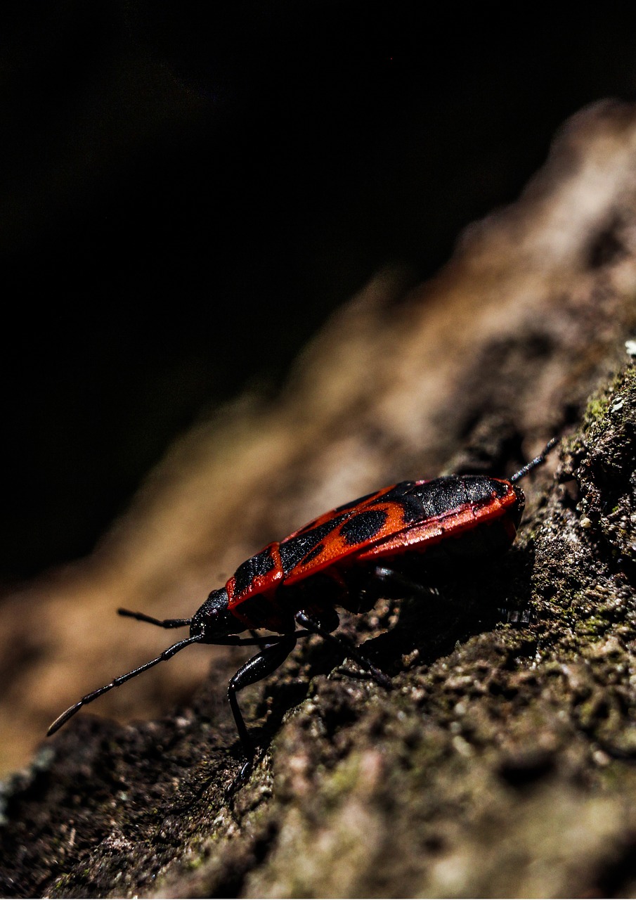 macro bug garden free photo