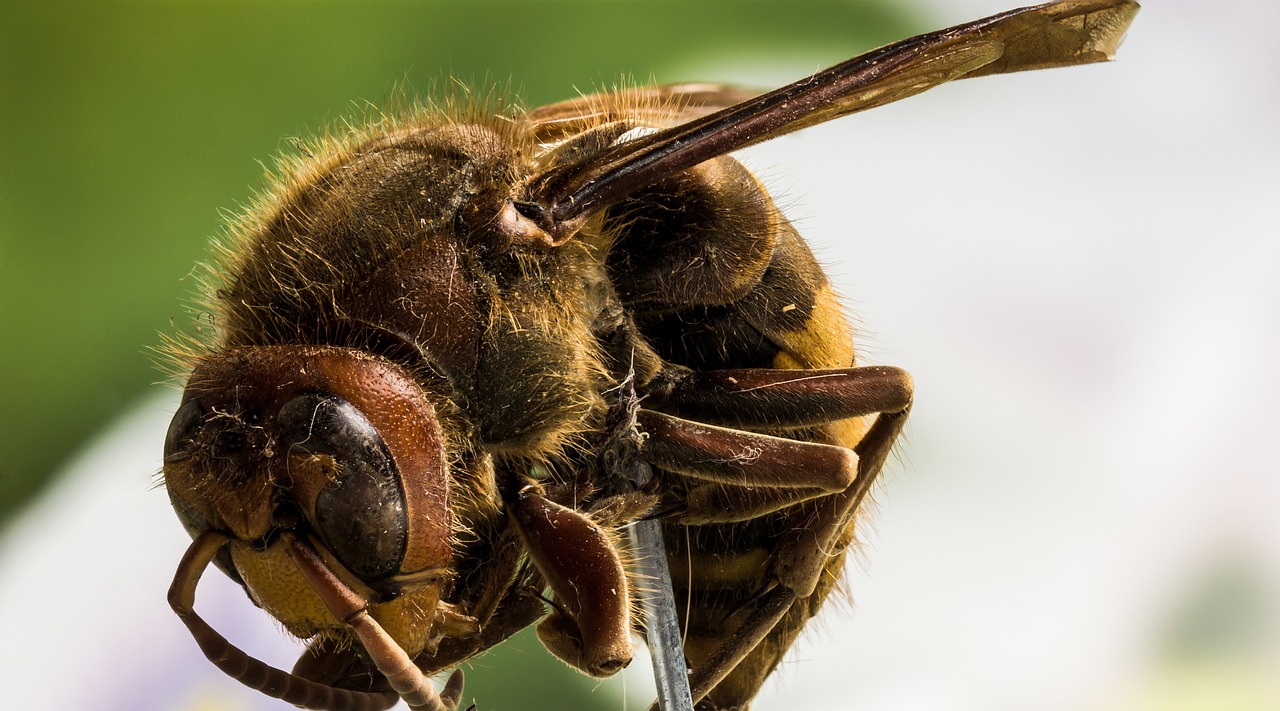 macro studio insect free photo