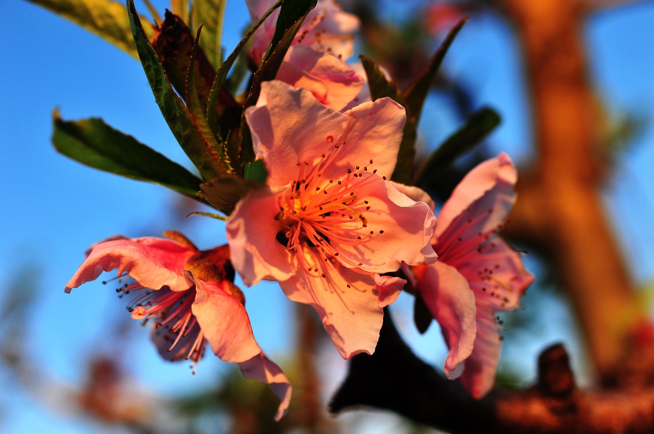 Цвет листьев персикового дерева