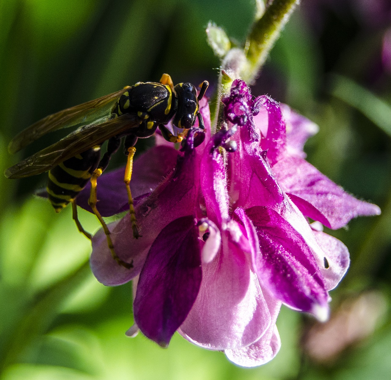 macro bee flower free photo