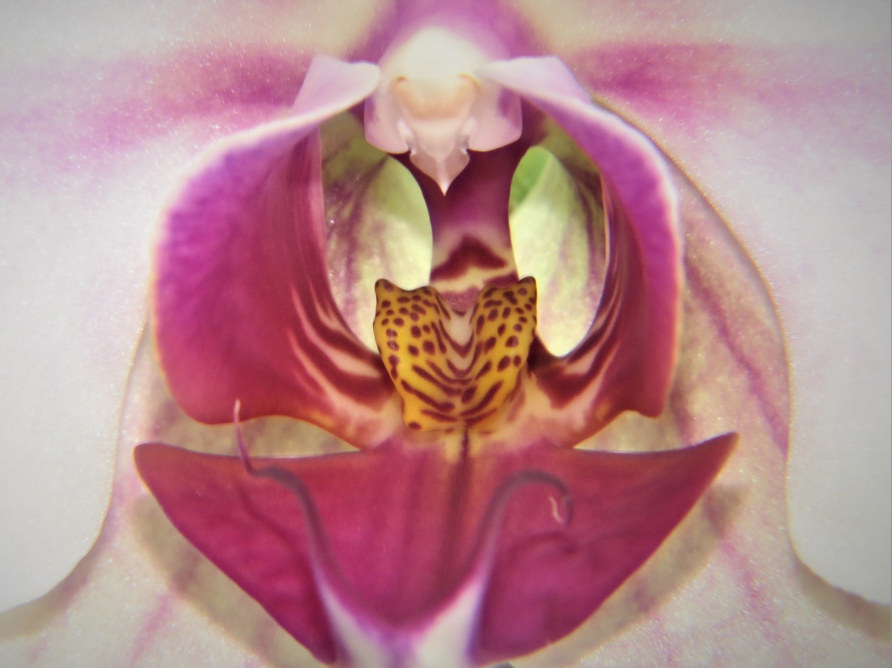 macro orchid bloom free photo