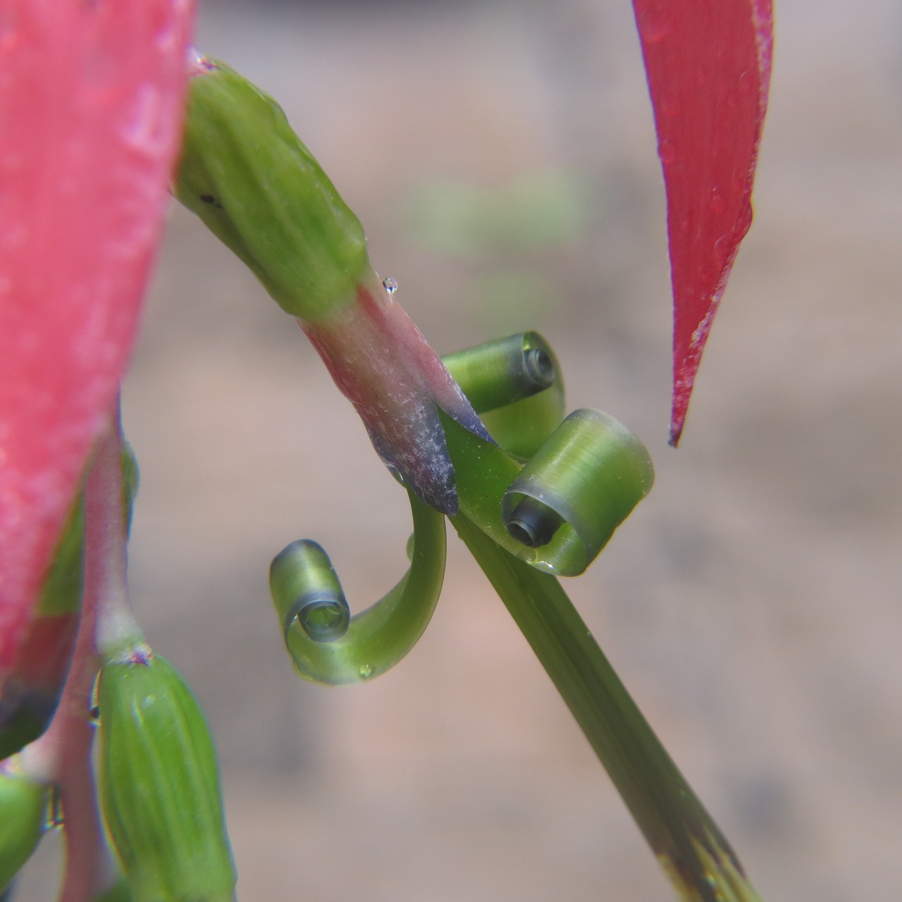 macro succulent cactus free photo