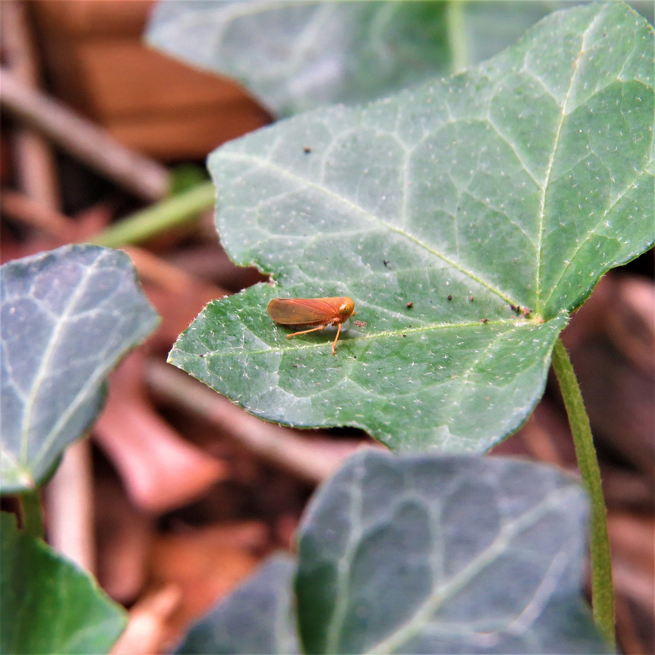 macro insect orange free photo