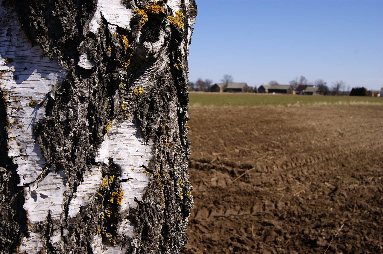 macro tree the bark free photo