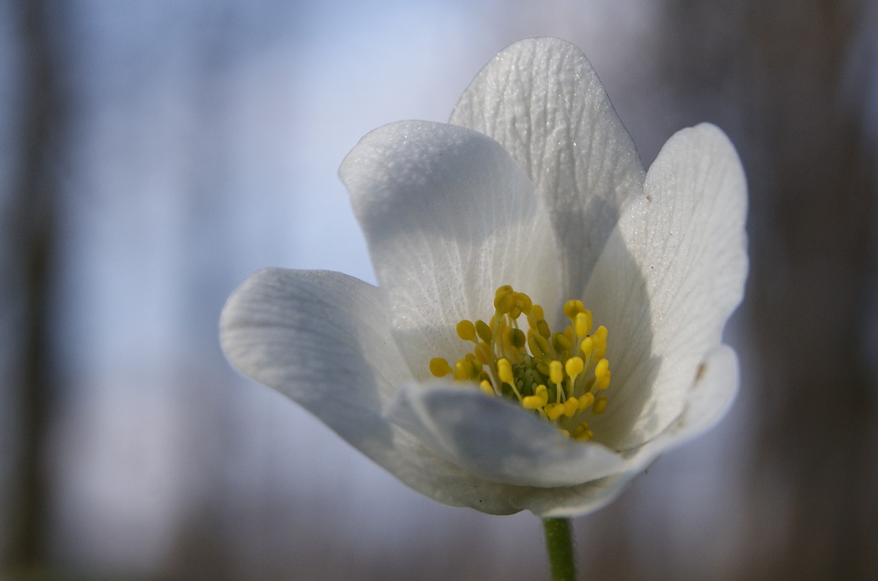 macro flower closeup free photo