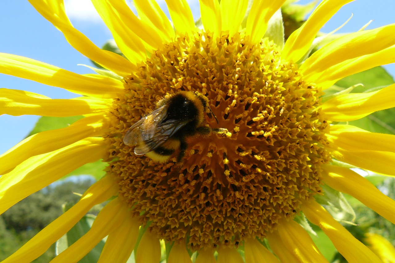 macro summer sunflower free photo