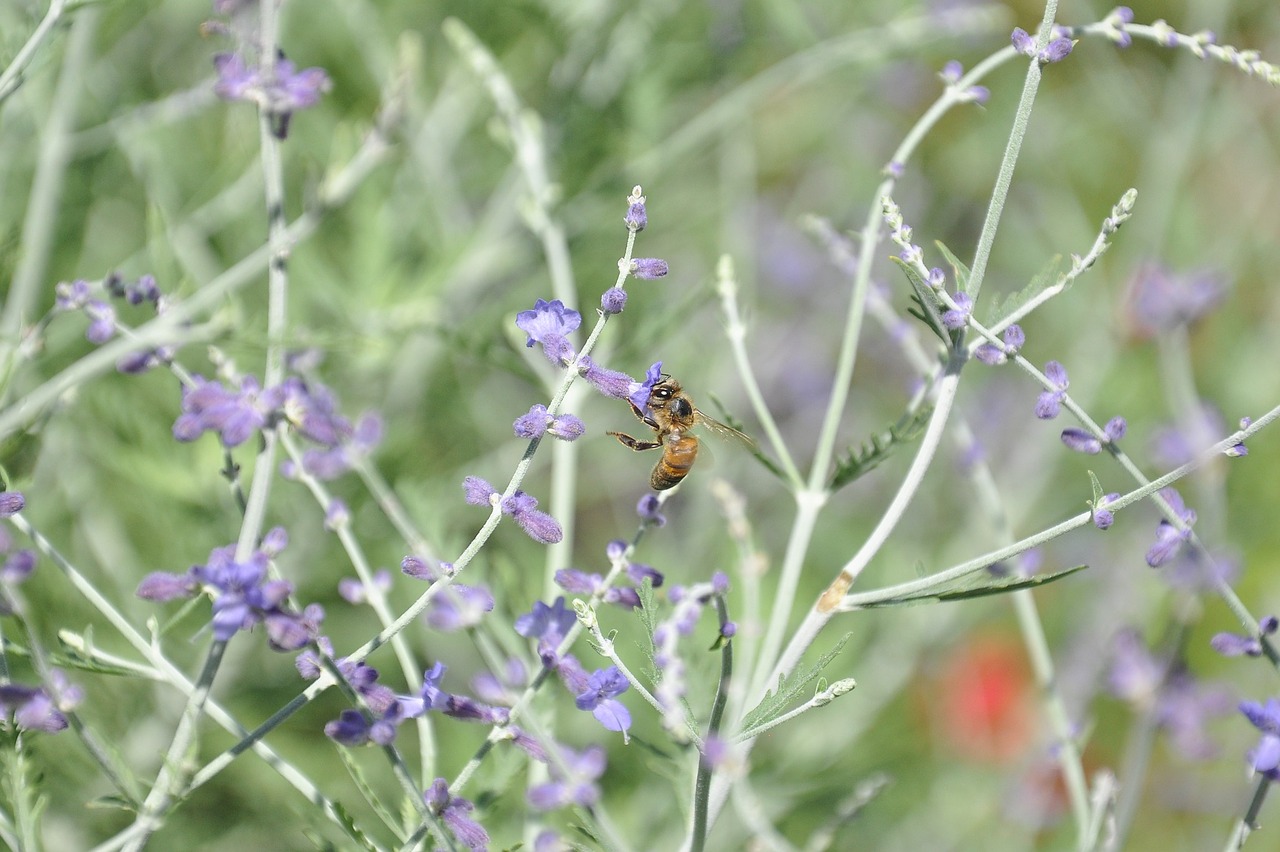 macro nature bees free photo