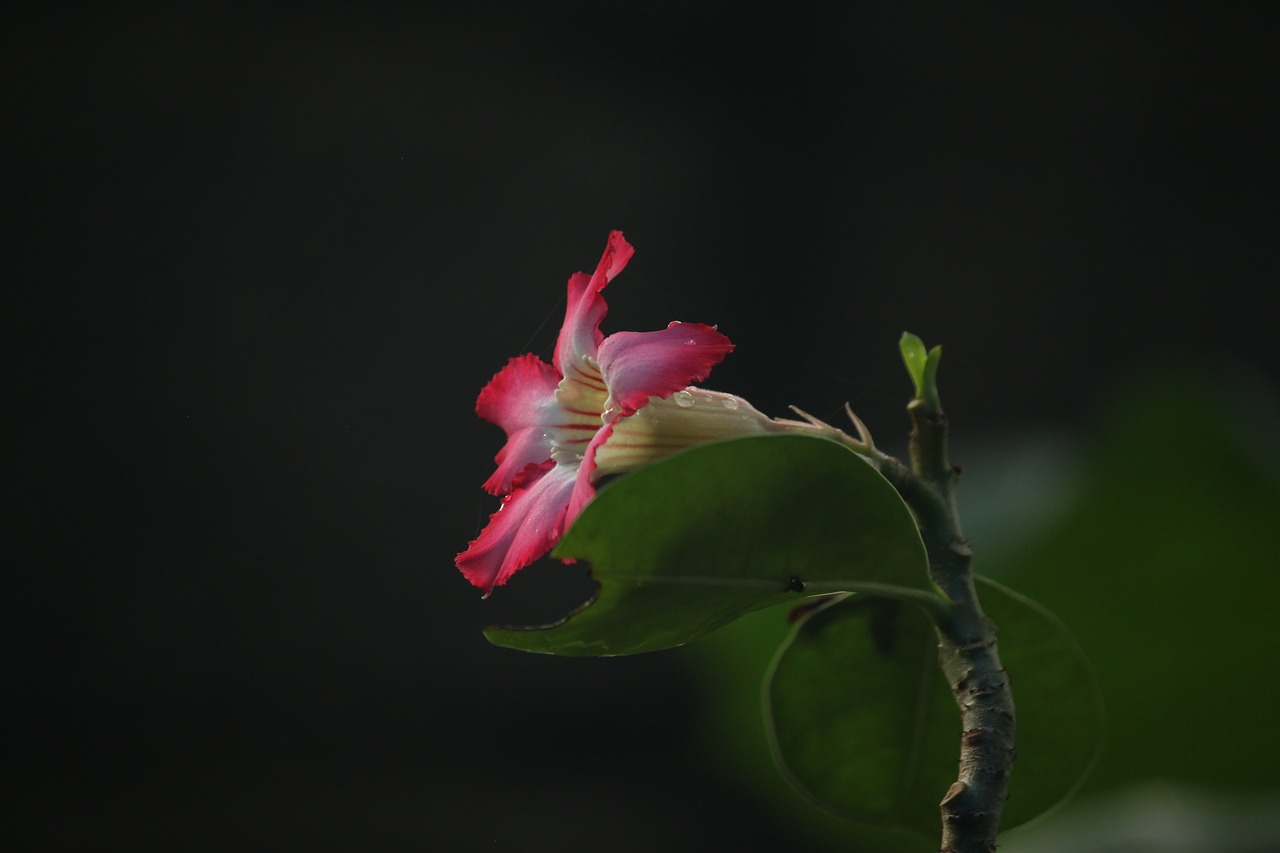 macro flower aperture free photo