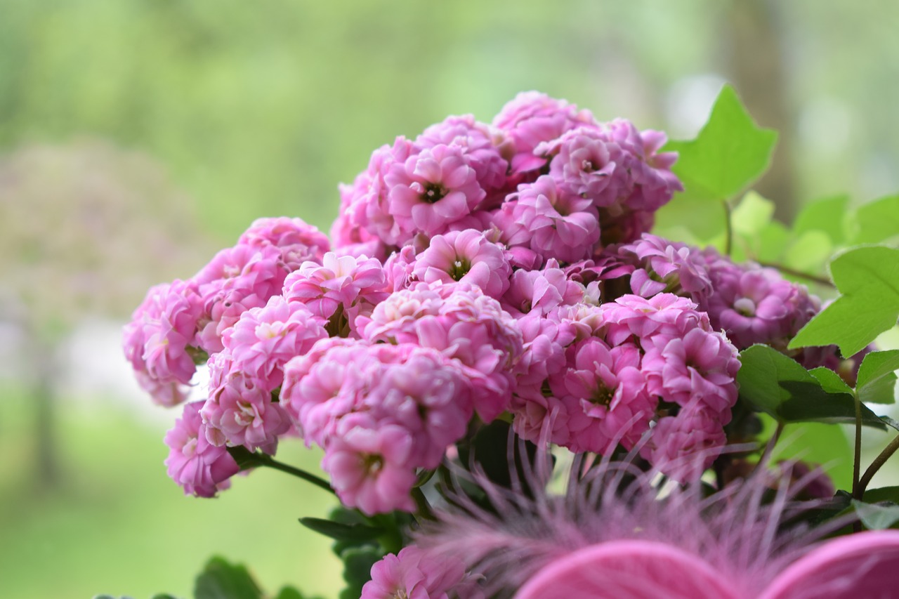 macro flower pink free photo