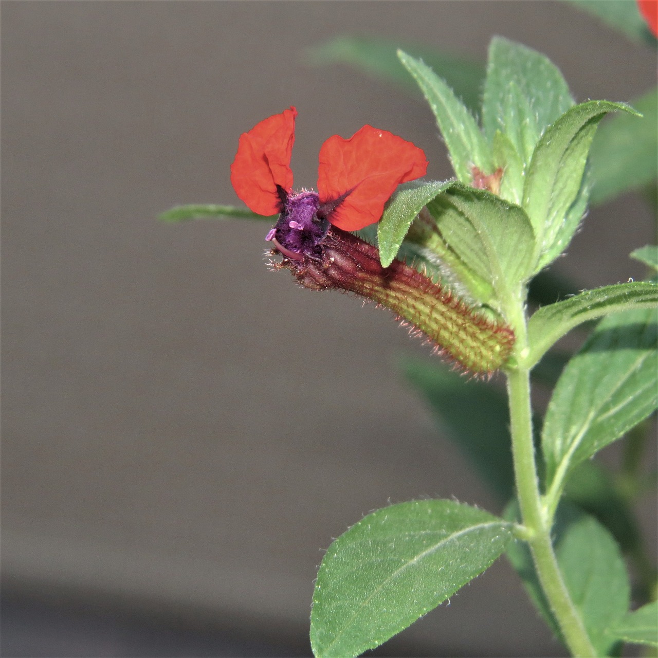 macro flower bat faced free photo