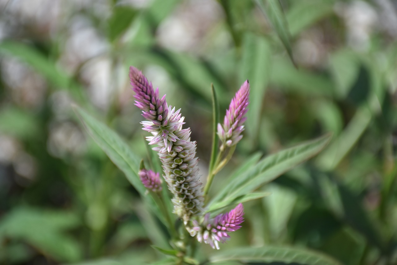 macro flowers nature free photo