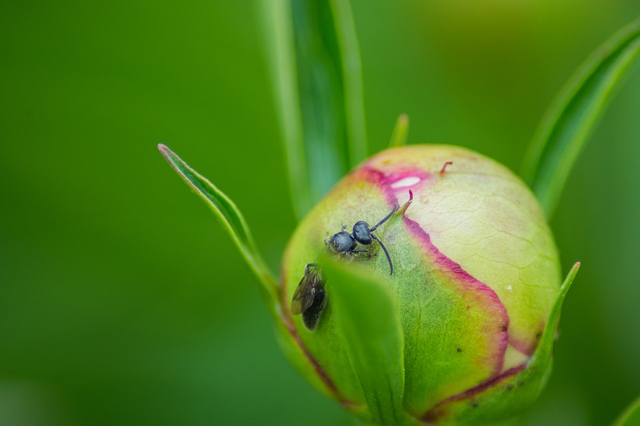 macro ant nature free photo