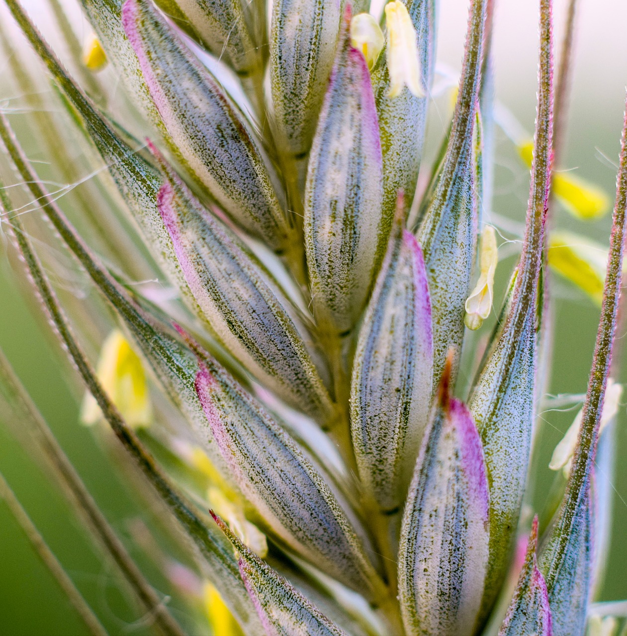 macro nature wheater free photo