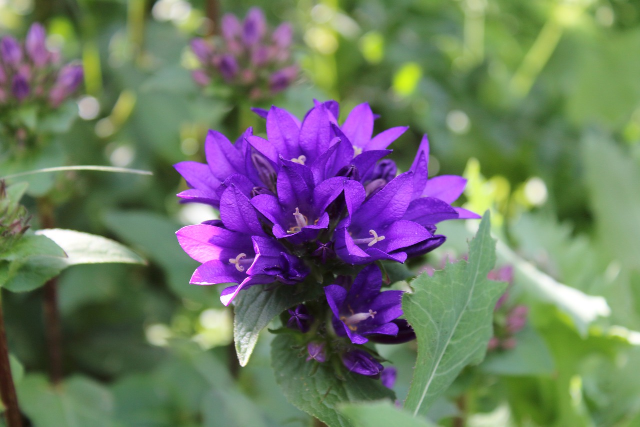macro violet flower free photo