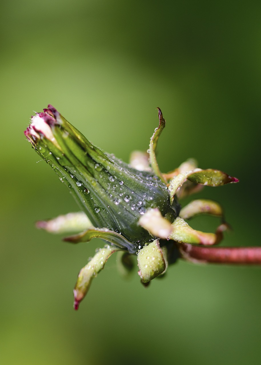 macro green nature free photo