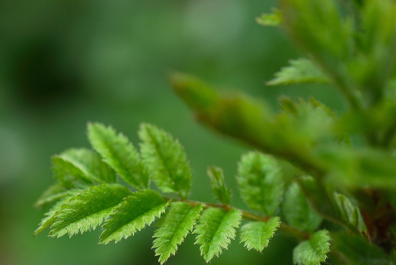 macro bokeh nature free photo