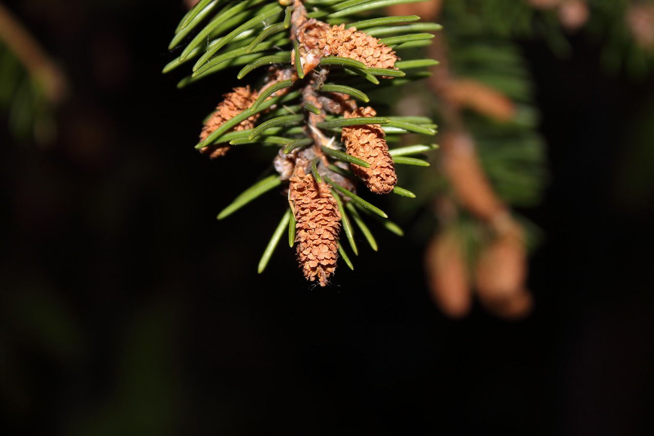macro spruce needles free photo