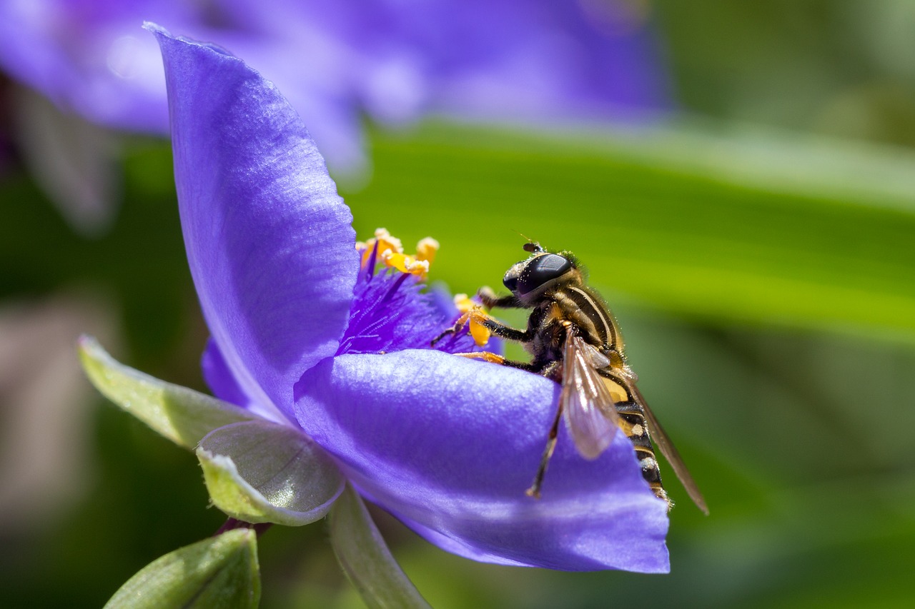 macro flower purple free photo