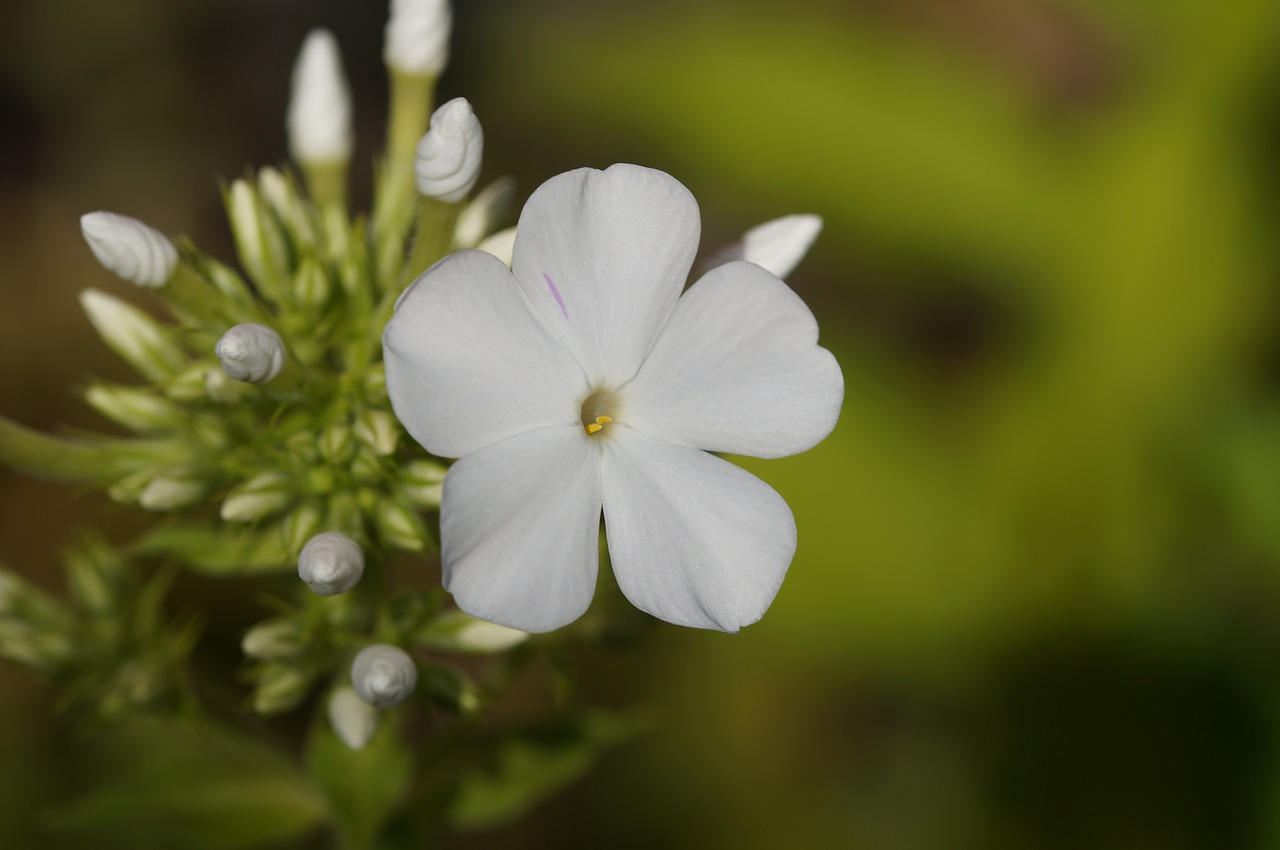 macro flower blossom free photo