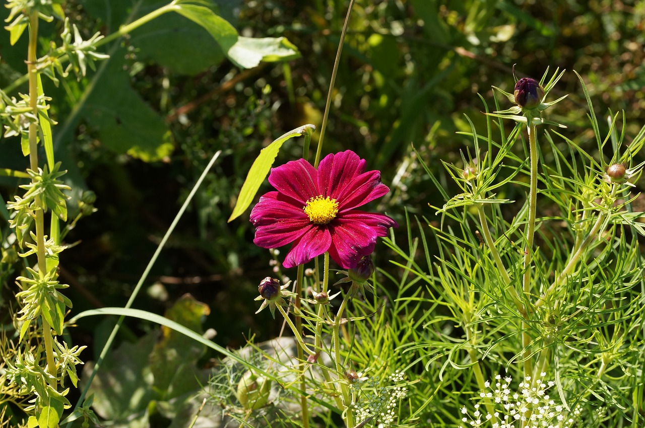 macro flower pink free photo